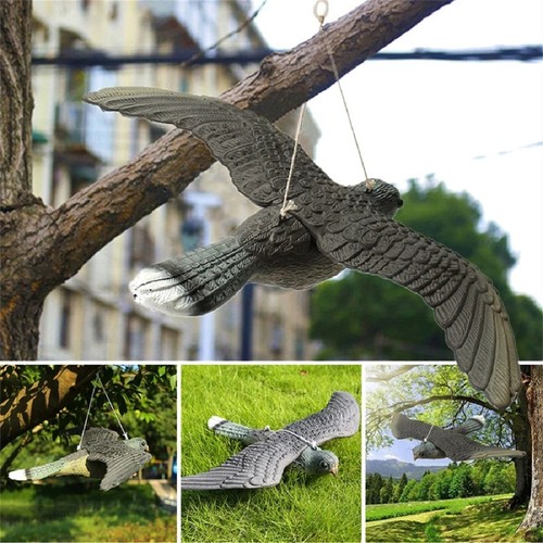 Falcon hawk bird - falcon, repellent
