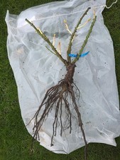 Te@sing George Rose Bare Root