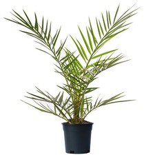 Phoenix canariensis tree rare - canariensis,