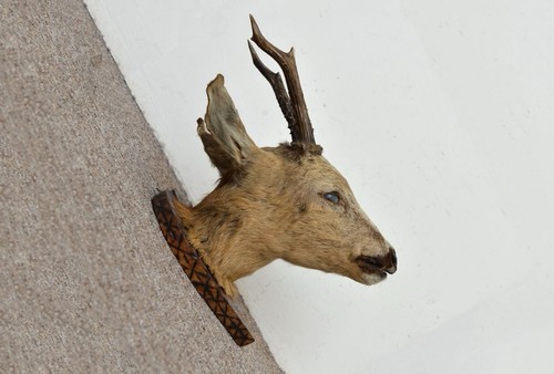 Vintage taxidermy roe deer