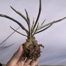 1-4CM Succulent Cactus Plant Astrophytum Caput-Medusae Cactaceae Beautiful Plant