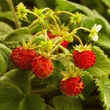 3x Alpine Strawberry Fragaria