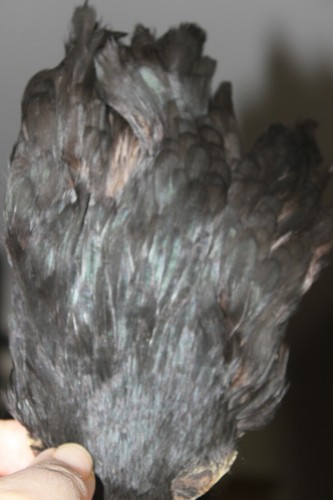 Fly tying natural - fly,