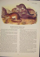 Original Old Antique Print