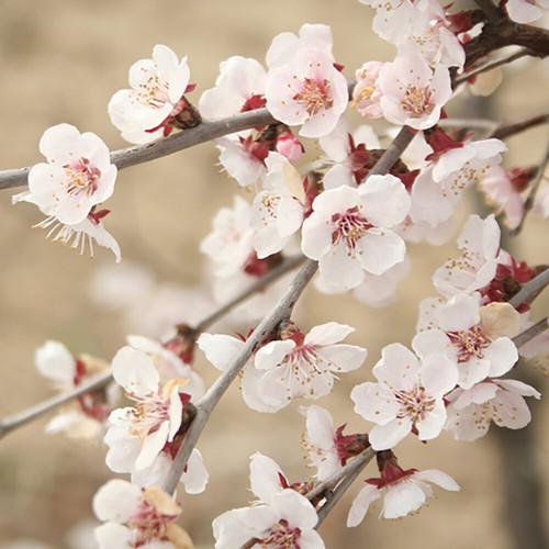 Flowering trees fuji cherry - flowering, trees,