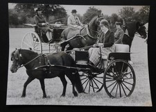 Shetland Pony & Trap Cart, Hemel H- Original 1983 Local Press Photo 9.5 x 7"
