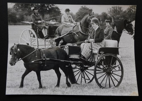 Shetland pony trap - shetland, cart