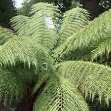 Tree Fern Dicksonia Antarctica
