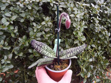 Rare Paphiopedilum delenatii