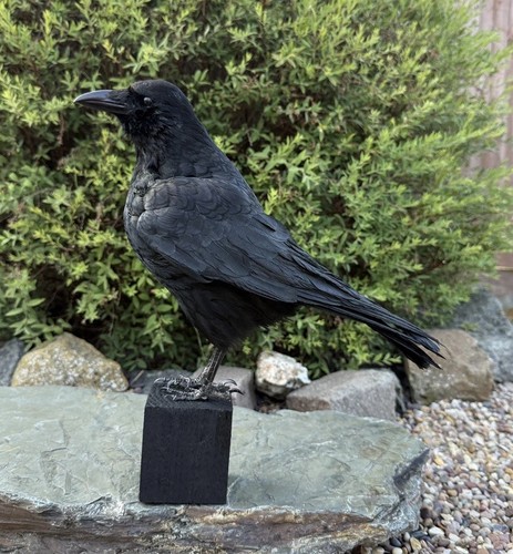 Taxidermy crow not raven - taxidermy,