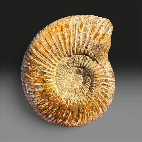 Ammonite fossil perisphinctes - ammonite,