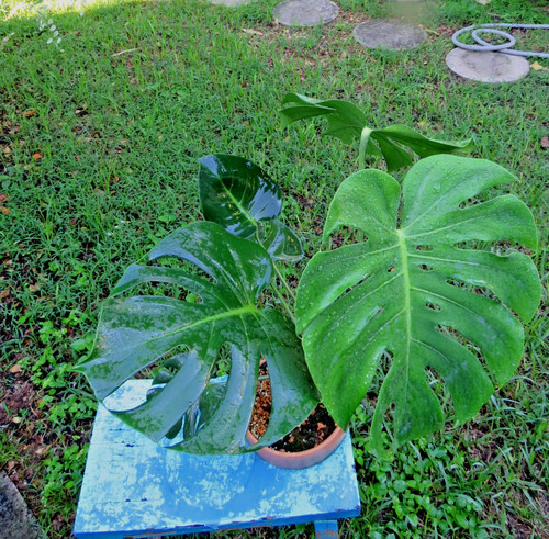 Monstera compacta mini - ,, live