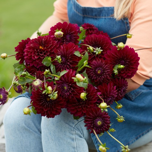 Dahlia tuber black lars - black,