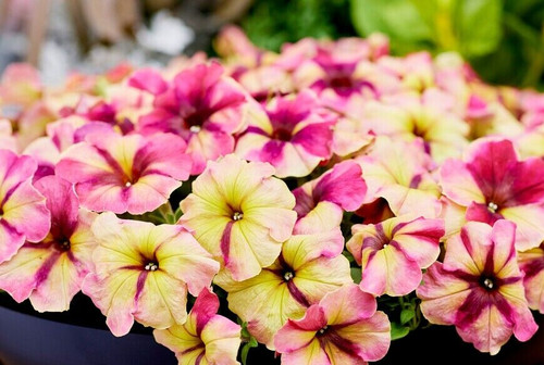 Petunia shake mix - petunia, pelleted