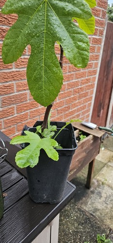 Fig tree one - , old
