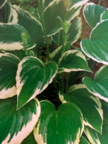 Hosta patriot well - hosta,