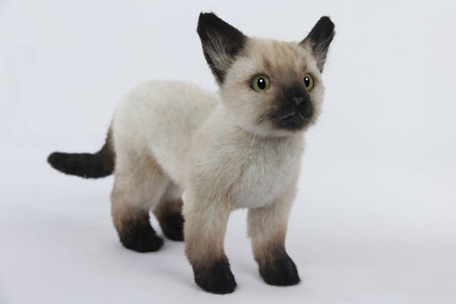 Hansa standing siamese cat - siamese,