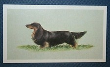 MINIATURE LONG-HAIRED DACHSHUND   Illustrated Dog Card  