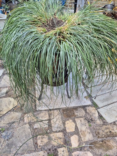 Large specimen hardy chilean - specimen,