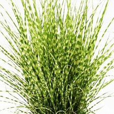 Miscanthus sinensis Strictus