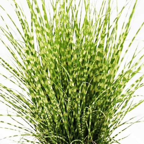 Miscanthus sinensis strictus - sinensis,