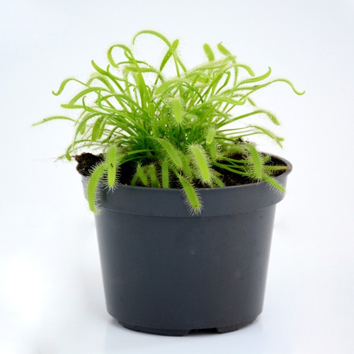 Fly trap indoor carnivorous - trap,