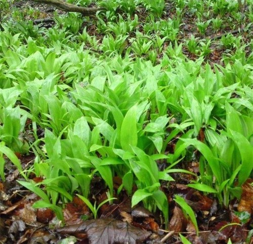 Wild garlic ramsons - wild, hp,
