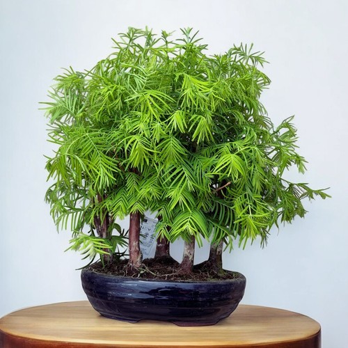 Dawn redwood - dawn, (metasequoia)