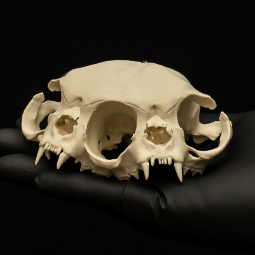 Two headed cat skull - headed,