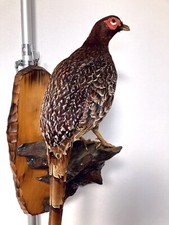 stuffed animals,Real Bird