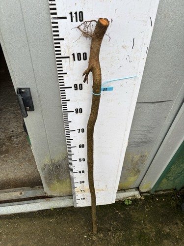 Blackthorn shank walking stick - blackthorn,