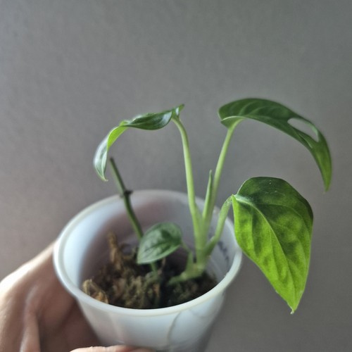 Monstera adansonii - monstera,