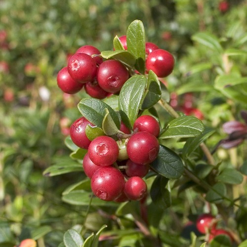 Fruit plant cranberry - plant,,