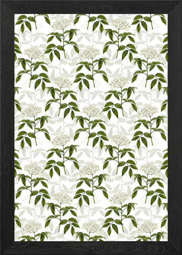 Elderberry flowering plant - elderberry,