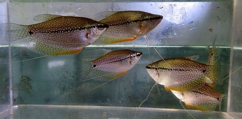 Group pearl gouramis - of,
