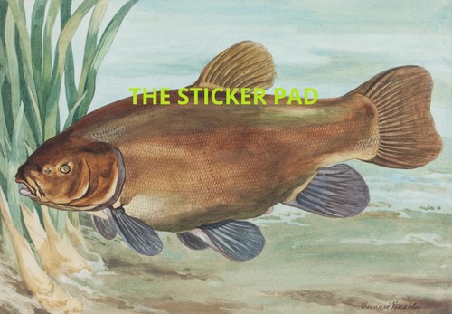 Vinyl sticker tench coarse - sticker,
