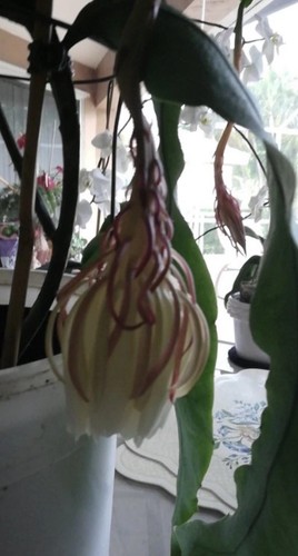 Epiphyllum oxypetalum rare - epiphyllum,