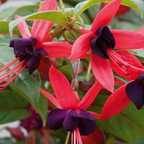 Fuchsia hardy climbing lady - fuchsia, 'lady