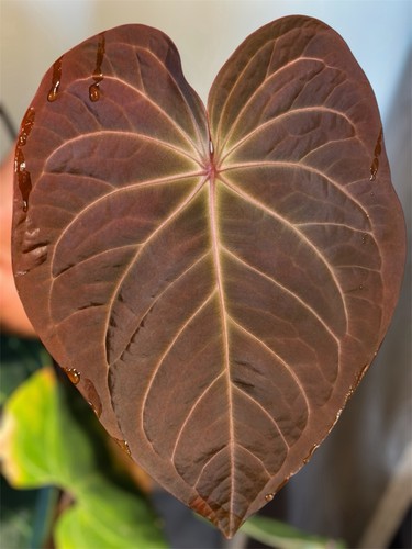 Anthurium tarantula nebula - tarantula, x