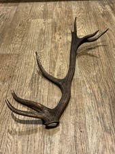 Large Red Deer Stag Antler