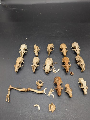 British brown rats - 12,