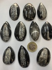 X2 Orthoceras FOSSILS Highly