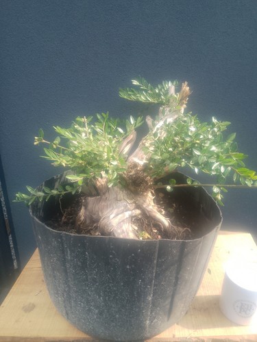 Lonicera honeysuckle bonsai - lonicera,