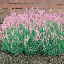 6 Pack of English Pink Lavender Rosea Plug Plants