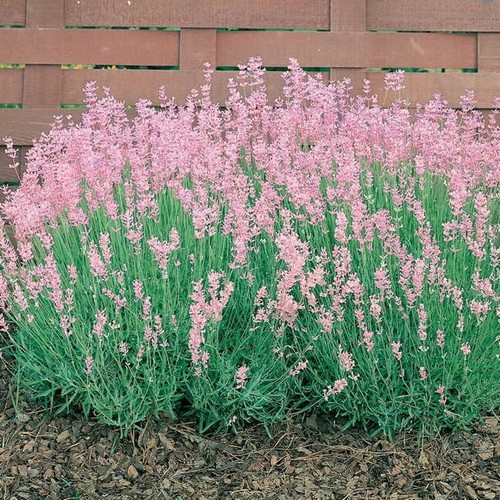 Pack english pink - of,
