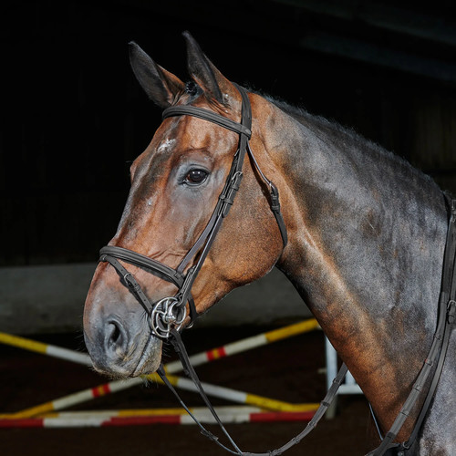 Whitaker ready ride flash - whitaker,