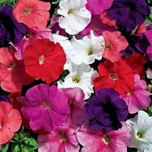 Petunia seeds farm - seeds,,