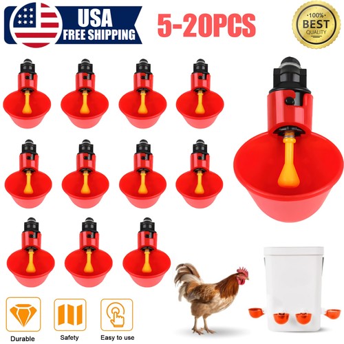 Poultry water drinking - water,