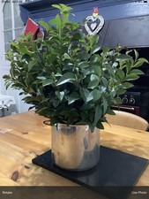 Stick Insect Food Fresh Privet