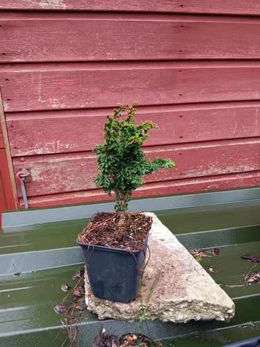 Chamaecyparis obtusa chirimen - obtusa,
